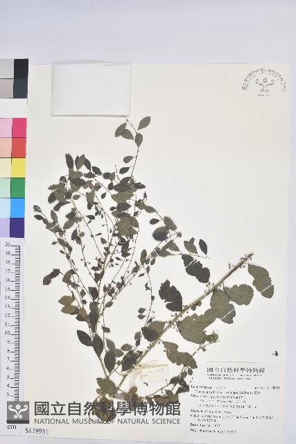 白飯樹藏品圖，第1張