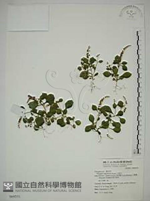 小扁豆藏品圖，第1張