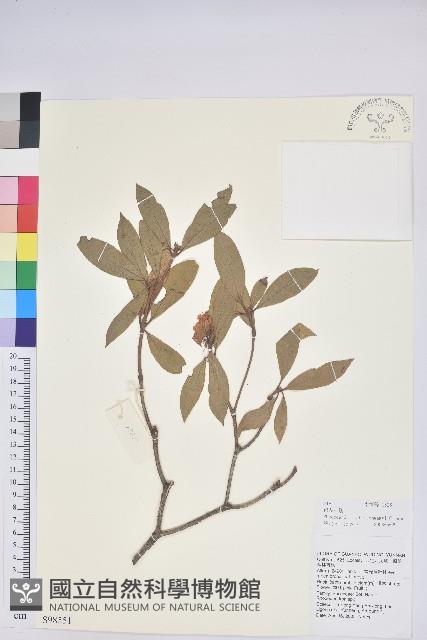 碟花杜鵑藏品圖，第1張