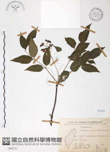 野鴉椿藏品圖，第1張