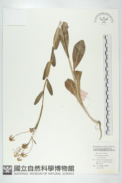 大青藏品圖，第1張