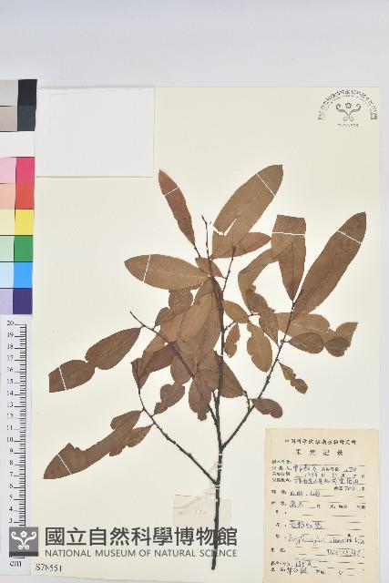 華古柯藏品圖，第1張