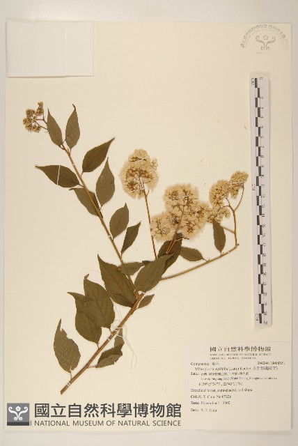 小舌菊、蔓綿菜藏品圖，第1張