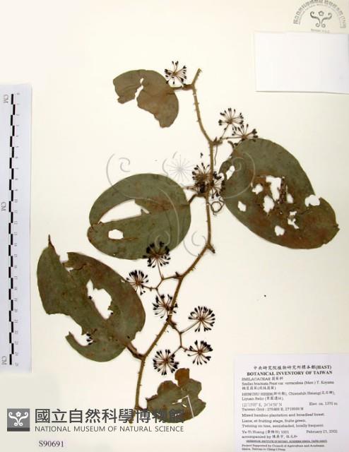 糙莖菝契、疣枝菝契藏品圖，第1張