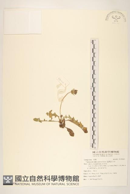 臺灣蒲公英藏品圖，第1張