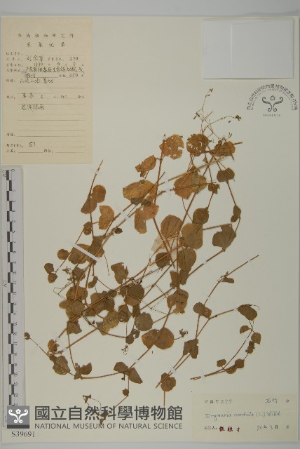 荷蓮豆藏品圖，第1張