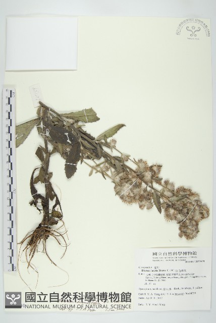 毛將軍藏品圖，第1張