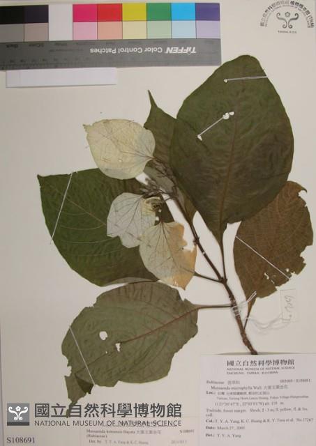 大葉玉葉金花藏品圖，第1張