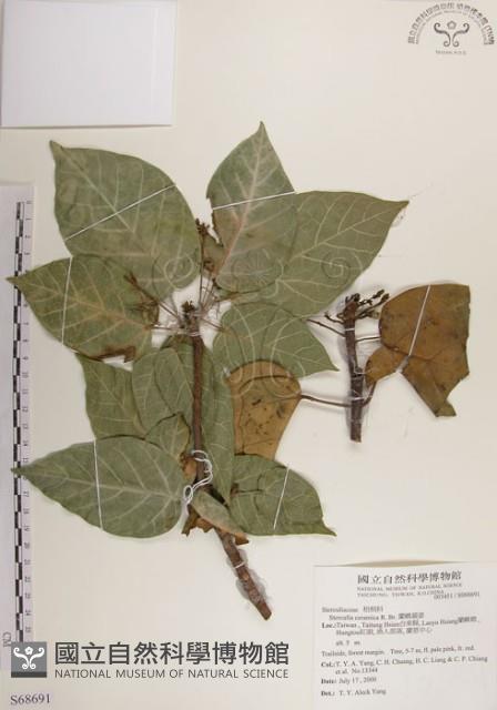 蘭嶼蘋婆藏品圖，第1張