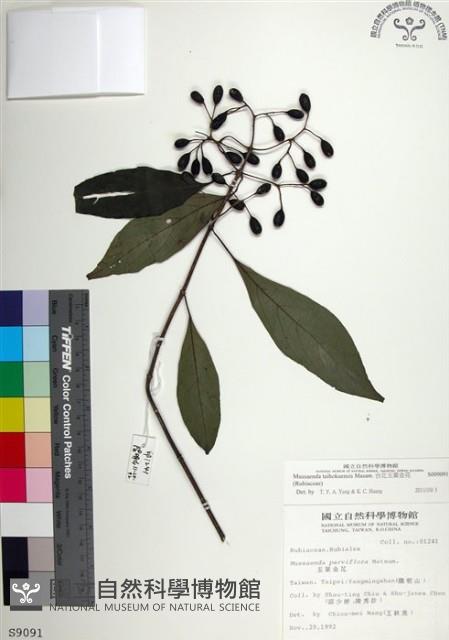 台北玉葉金花藏品圖，第1張