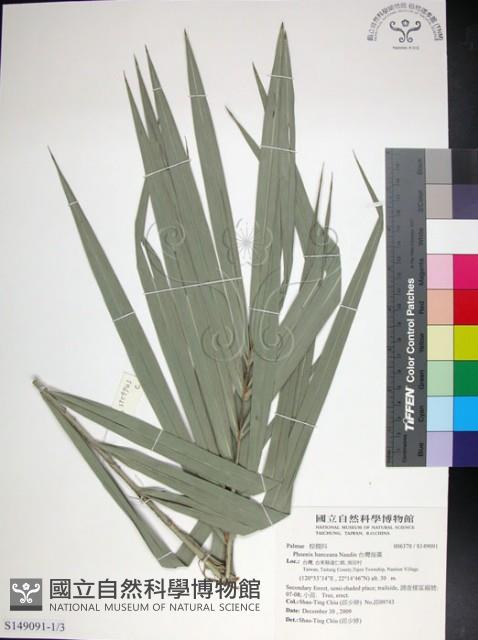 台灣海棗藏品圖，第1張