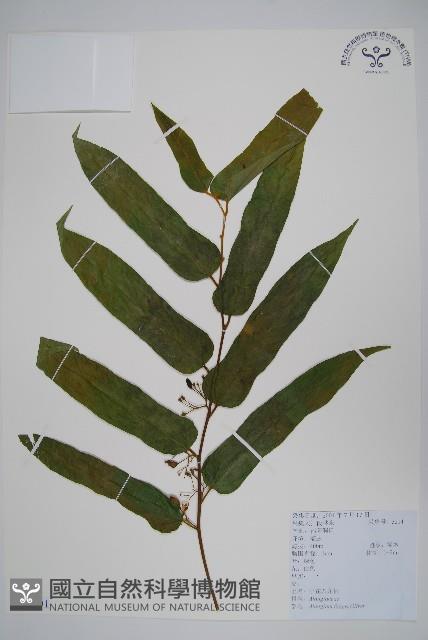 小花八角楓藏品圖，第1張