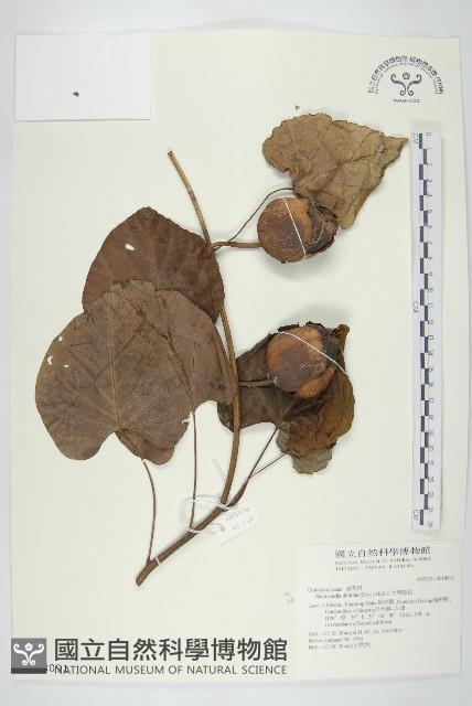 大萼旋花藏品圖，第1張