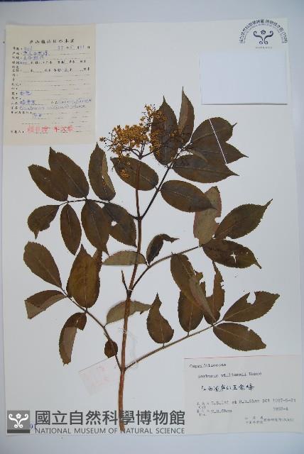 接骨木，木蒴藋藏品圖，第1張