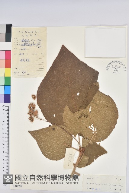 毛桐藏品圖，第1張