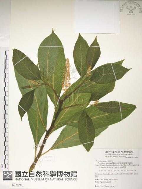 日本商陸、圓果商陸藏品圖，第1張