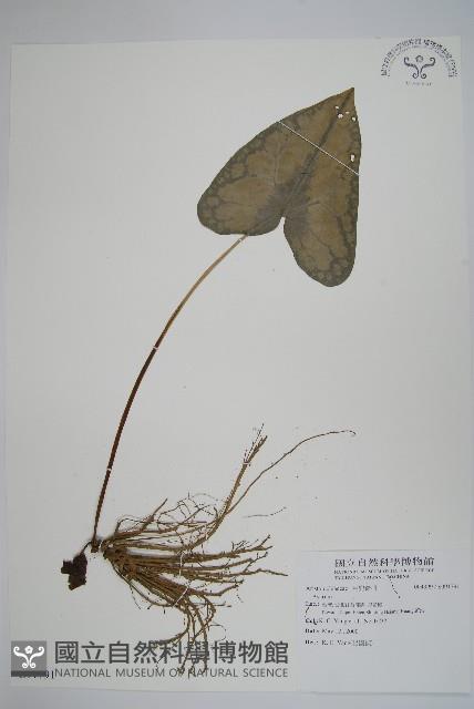 登錄號:S091791藏品圖，第1張