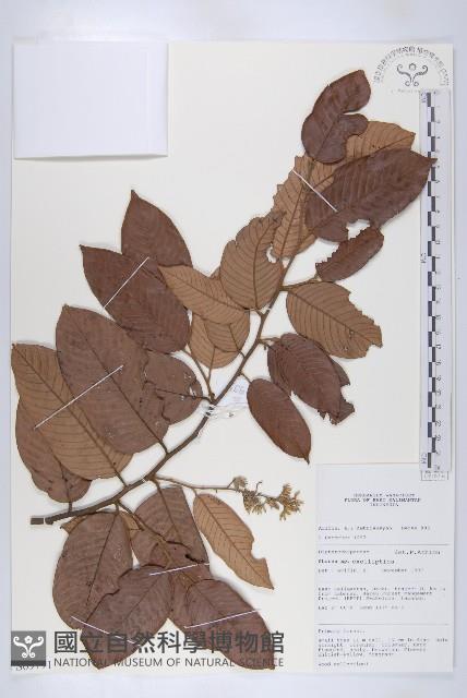 登錄號:S069791藏品圖，第1張