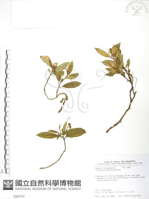 巨葉花遠志藏品圖，第1張