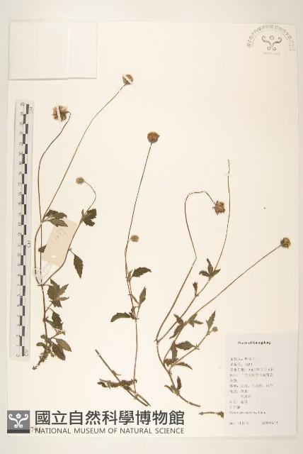 長柄菊藏品圖，第1張