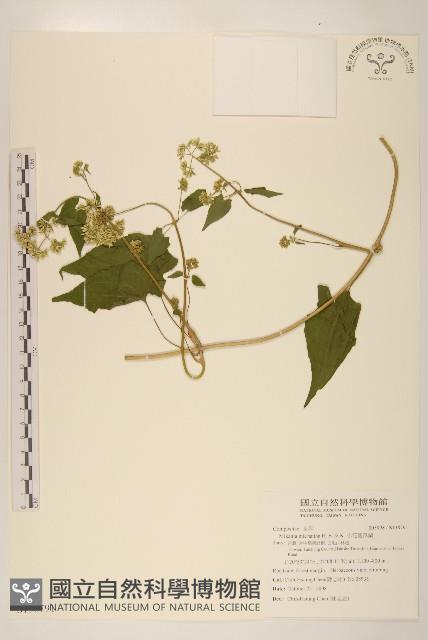 小花蔓澤蘭藏品圖，第1張