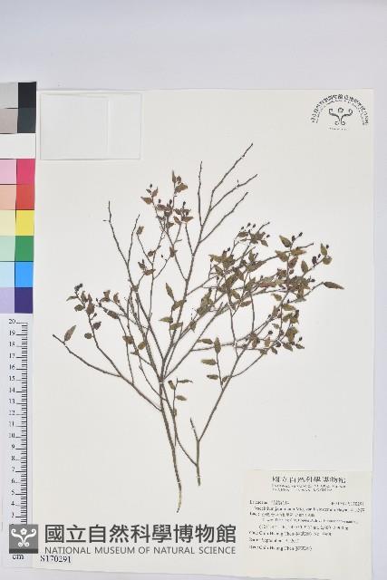 毛蕊花藏品圖，第1張