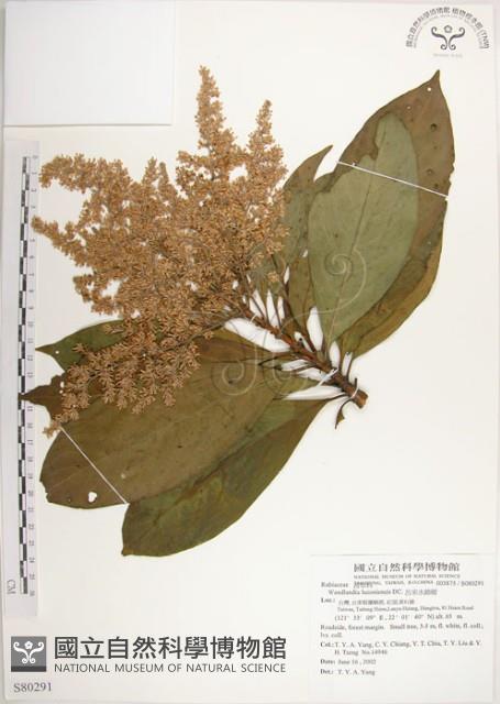 呂宋水錦樹藏品圖，第1張