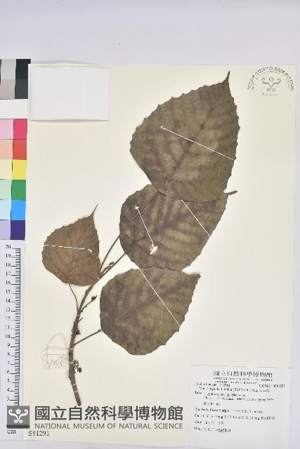 中平樹藏品圖，第1張