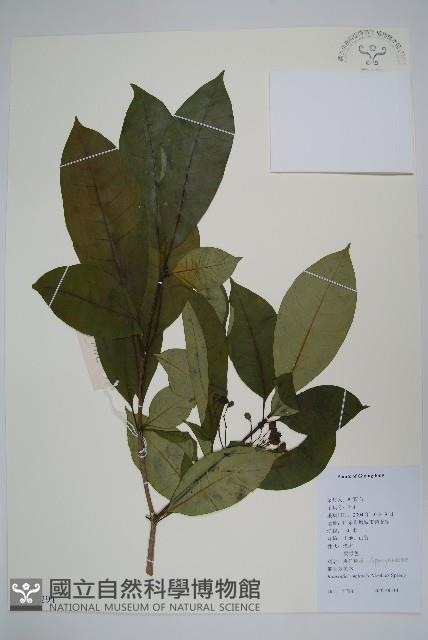 催吐蘿芙木藏品圖，第1張