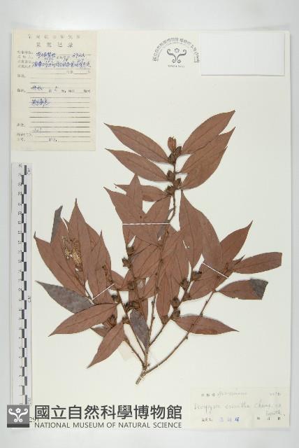 軟毛柿藏品圖，第1張