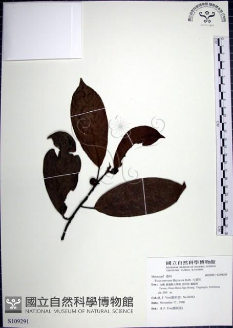 九重吹、九丁樹、脈葉榕、大葉九重吹藏品圖，第1張