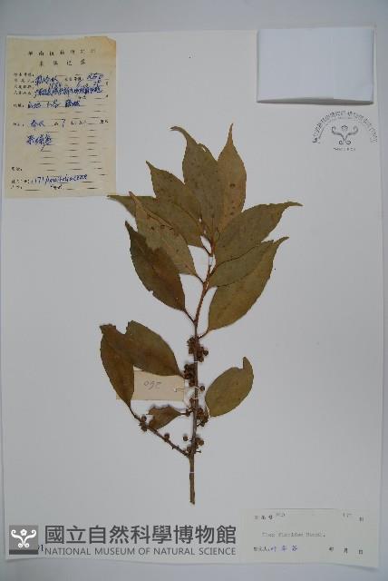 臺灣糊樗藏品圖，第1張