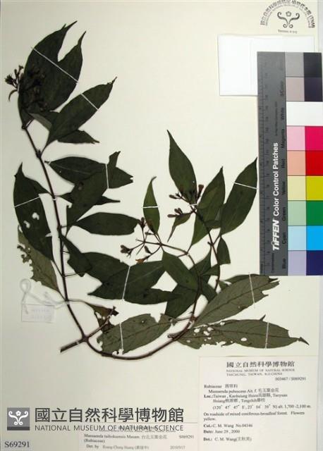 台北玉葉金花藏品圖，第1張