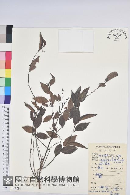 白背算盤子藏品圖，第1張