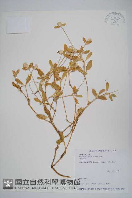 假千日紅藏品圖，第1張