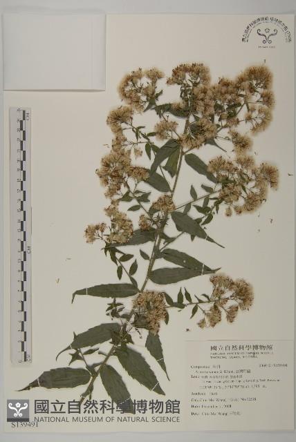 臺灣馬蘭藏品圖，第1張