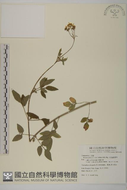 大花咸豐草藏品圖，第1張