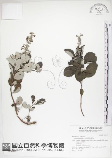 海埔姜藏品圖，第1張