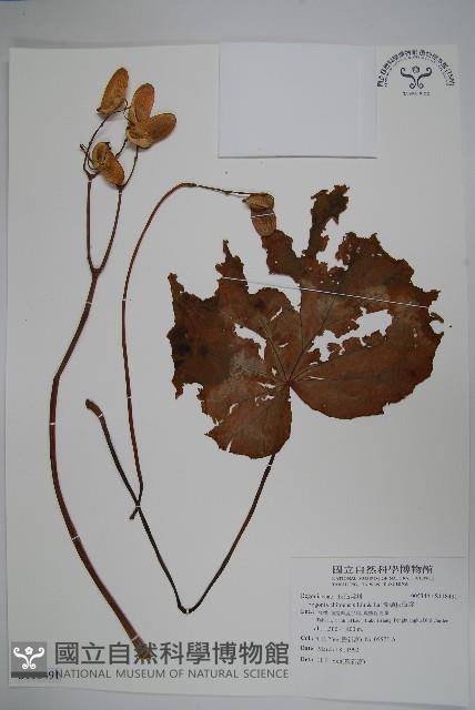 溪頭秋海棠藏品圖，第1張