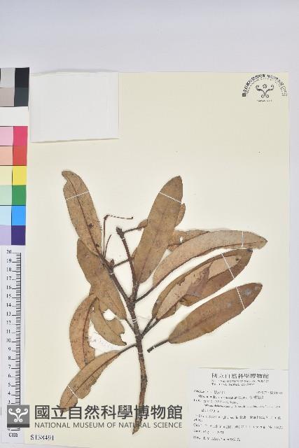 臺灣杜鵑藏品圖，第1張