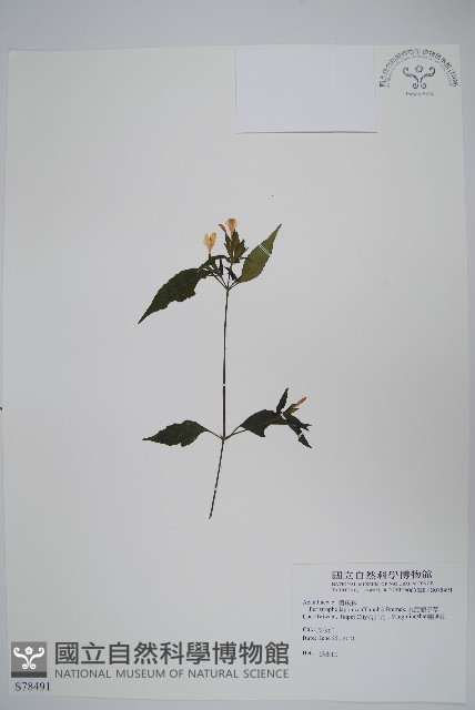 九頭獅子草藏品圖，第1張