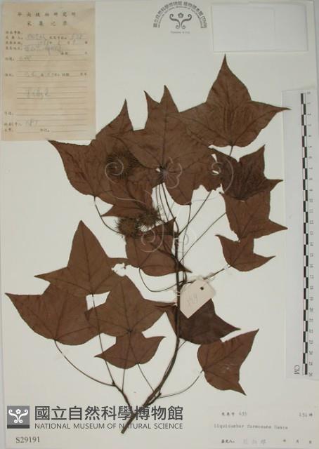 楓香、楓樹藏品圖，第1張