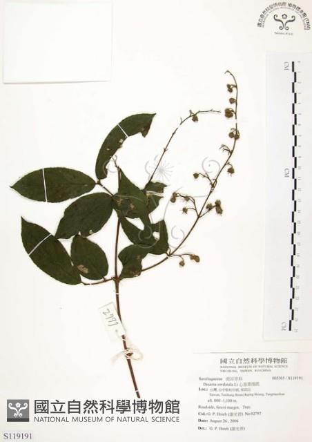 心基葉溲疏藏品圖，第1張