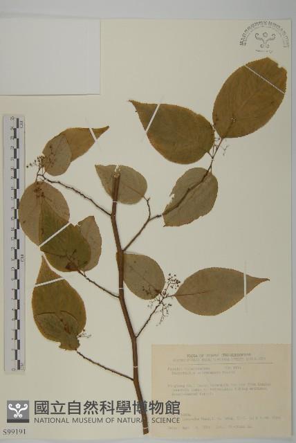 佩羅特木藏品圖，第1張