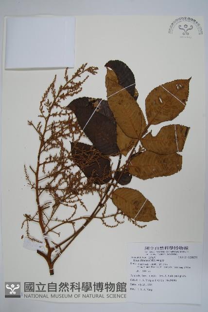 鹽膚木藏品圖，第1張