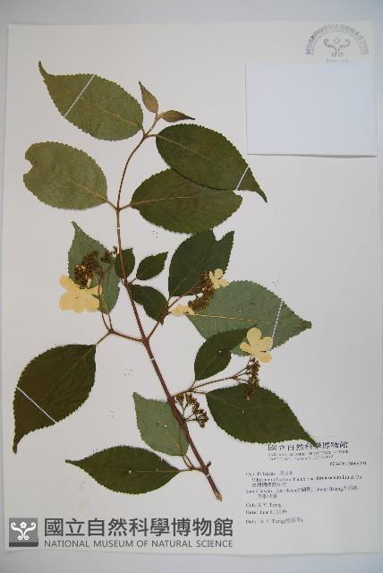 臺灣蝴蝶戲珠花、臺灣蝴蝶花藏品圖，第1張