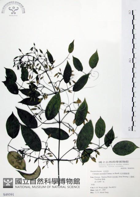 柱果鐵線蓮藏品圖，第1張