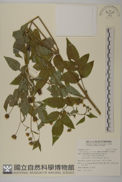 小白花鬼針藏品圖，第1張