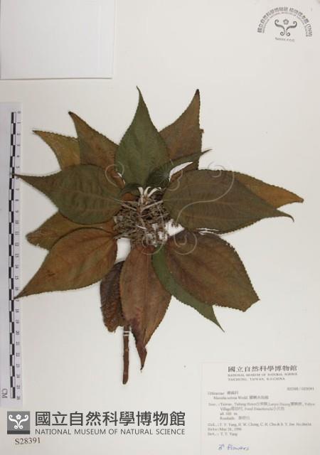 蘭嶼水絲麻藏品圖，第1張