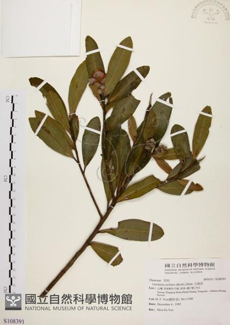 大頭茶藏品圖，第1張